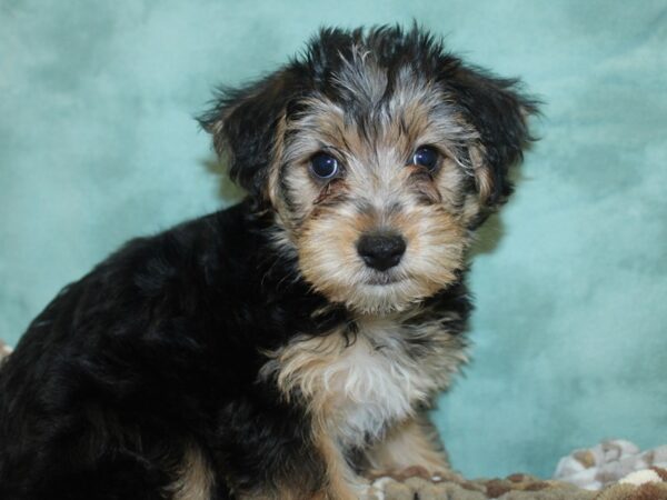 Yorkie Chon-DOG-Male-BLK TAN-18671-Petland Rome, Georgia