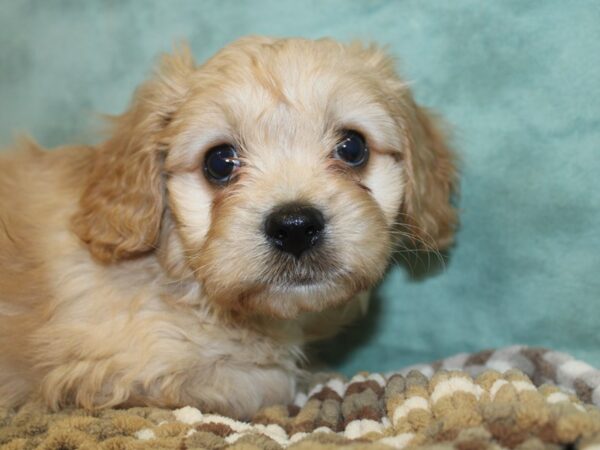 Cava Chon-DOG-Male-BLENHEIM-18670-Petland Rome, Georgia