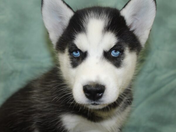 Siberian Husky DOG Female Black White 18668 Petland Rome, Georgia