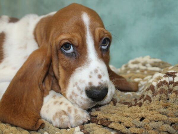 Basset Hound DOG Male Red / White 18664 Petland Rome, Georgia