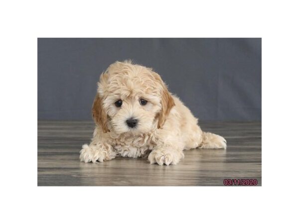 Cockapoo-DOG-Male-Buff-18673-Petland Rome, Georgia