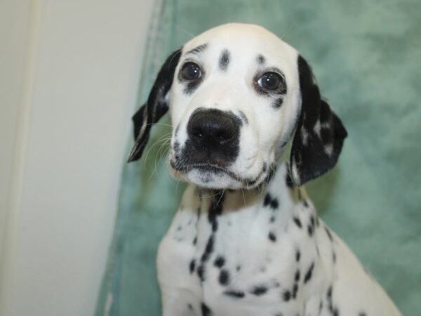 Dalmatian DOG Male White / Black 18675 Petland Rome, Georgia