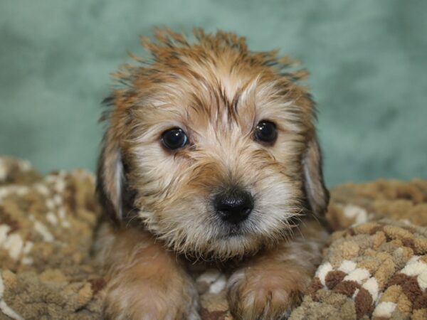 Yorkie Chon DOG Male BEIGE 18679 Petland Rome, Georgia