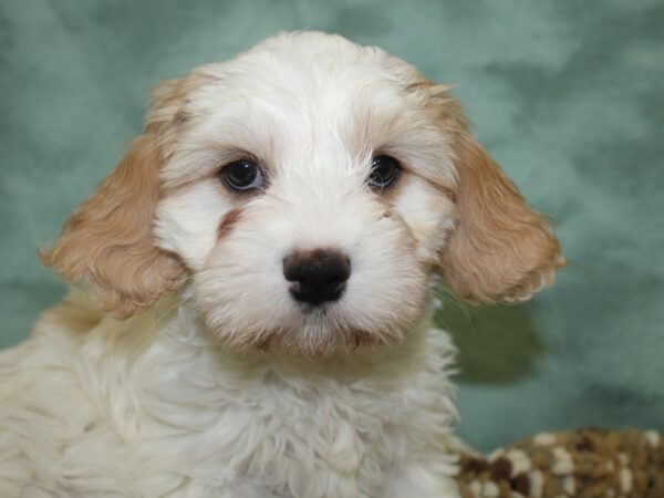 Cava Chon-DOG-Male-BLENHEIM-18677-Petland Rome, Georgia