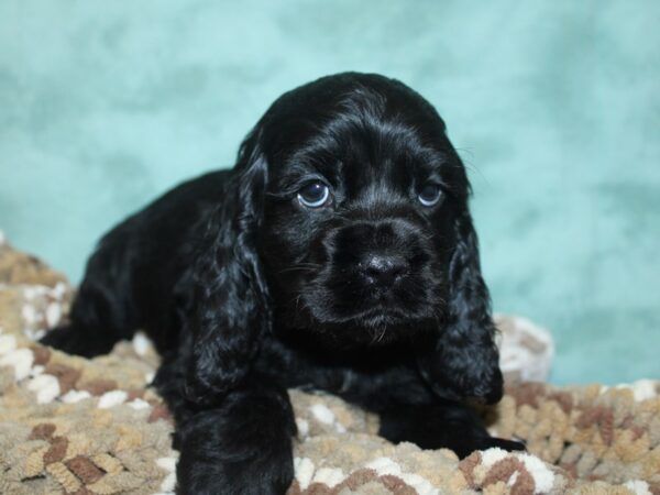 Cocker Spaniel DOG Male BLK 18676 Petland Rome, Georgia