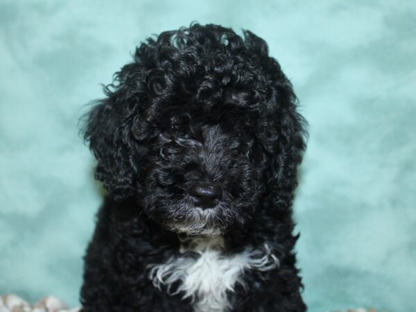 Bichapoo DOG Male BLK 18682 Petland Rome, Georgia