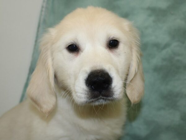 Golden Retriever DOG Female Cream 8288 Petland Rome, Georgia