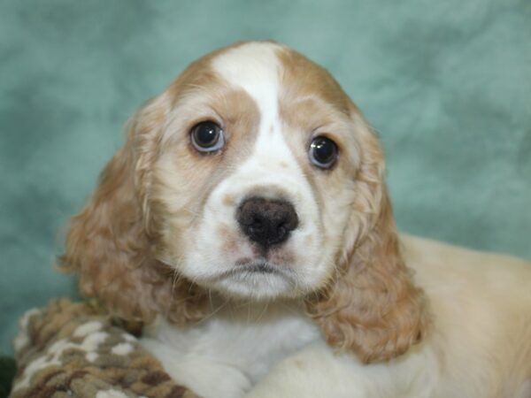 Cocker Spaniel DOG Male CHOC 8298 Petland Rome, Georgia