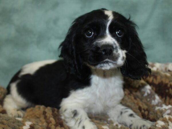 Cocker Spaniel DOG Male BLK WHITE 8299 Petland Rome, Georgia