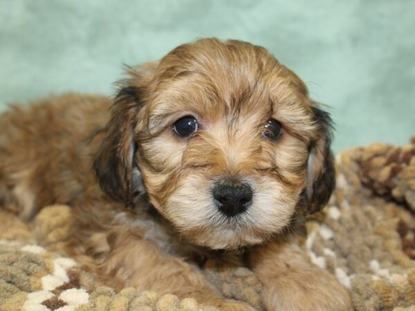 Yorkie Chon DOG Male BEIGE 8296 Petland Rome, Georgia