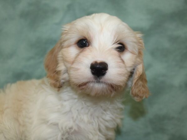 Cava Chon DOG Male BLENHEIM 8292 Petland Rome, Georgia