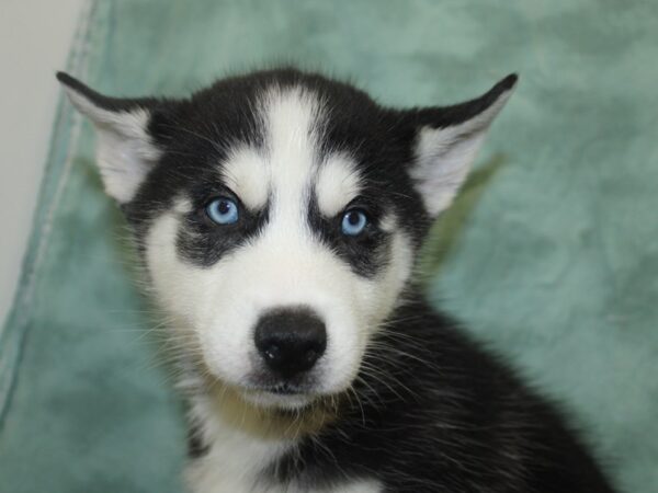 Siberian Husky DOG Male Black & White 8289 Petland Rome, Georgia