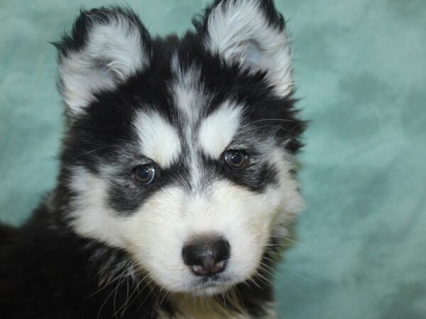 Siberian Husky DOG Female Black & White 8291 Petland Rome, Georgia