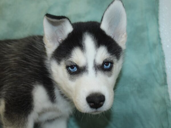 Siberian Husky DOG Female Black & White 8290 Petland Rome, Georgia