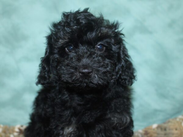 Havapoo DOG Female Black 18693 Petland Rome, Georgia