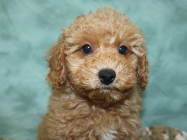 Poodle DOG Female Red 18692 Petland Rome, Georgia