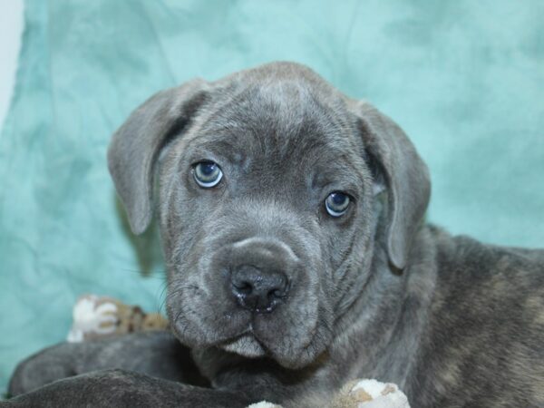 Cane Corso DOG Male Blue Brindle 18690 Petland Rome, Georgia