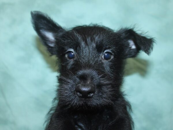 Scottish Terrier DOG Male Black 18689 Petland Rome, Georgia