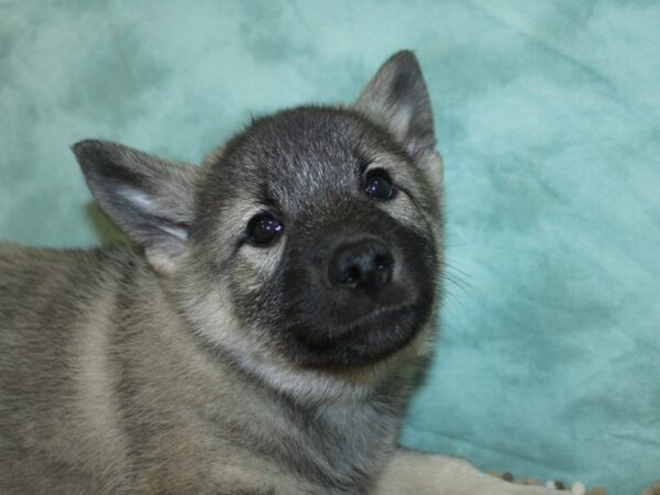 Norwegian Elkhound DOG Female Black / Silver 18688 Petland Rome, Georgia