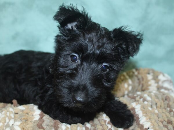 Scottish Terrier DOG Female Black 8300 Petland Rome, Georgia