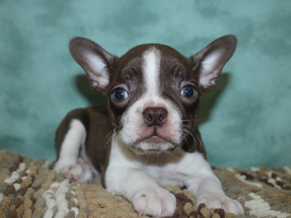 Boston Terrier DOG Male Seal 18684 Petland Rome, Georgia