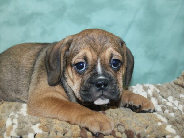 Bull Puggle DOG Female Fawn 18702 Petland Rome, Georgia