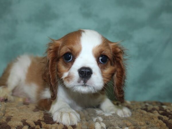 Cavalier King Charles Spaniel DOG Male Blenheim 18685 Petland Rome, Georgia