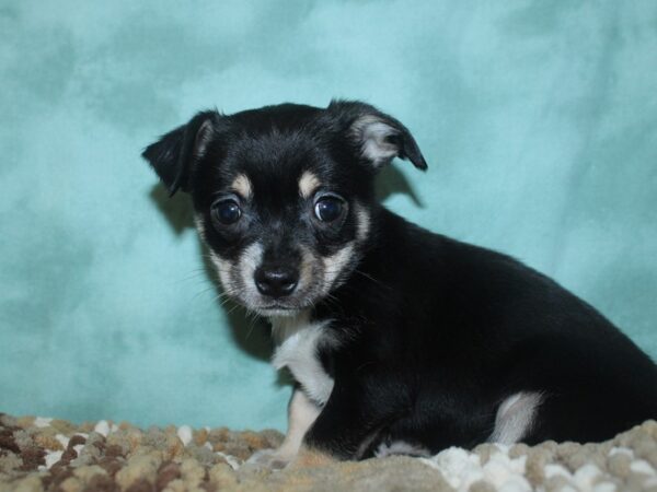 Chihuahua DOG Male FAWN 18704 Petland Rome, Georgia