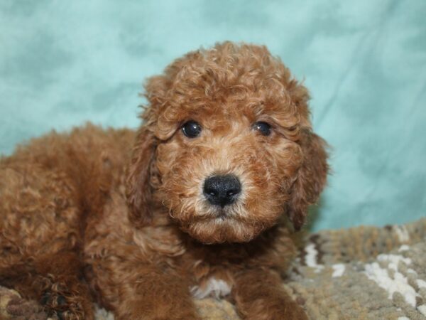 F2 MINI GOLDENDOODLE DOG Male Red 8303 Petland Rome, Georgia