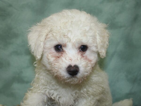 Bichon Frise DOG Male White 8304 Petland Rome, Georgia