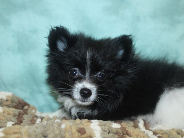 Pomeranian DOG Female BLK WH 8305 Petland Rome, Georgia