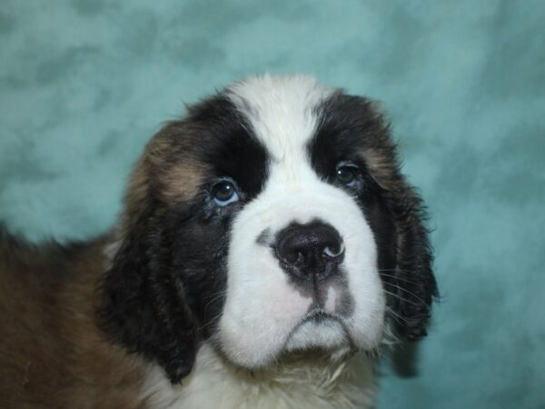 Saint Bernard DOG Male Sable & White 8302 Petland Rome, Georgia