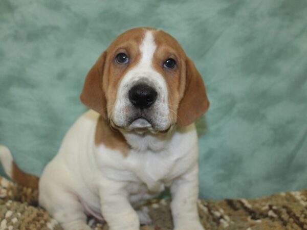 Walrus DOG Male Red & White 8301 Petland Rome, Georgia