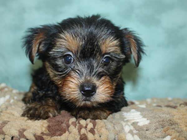 Morkie DOG Female BLK TAN 8307 Petland Rome, Georgia