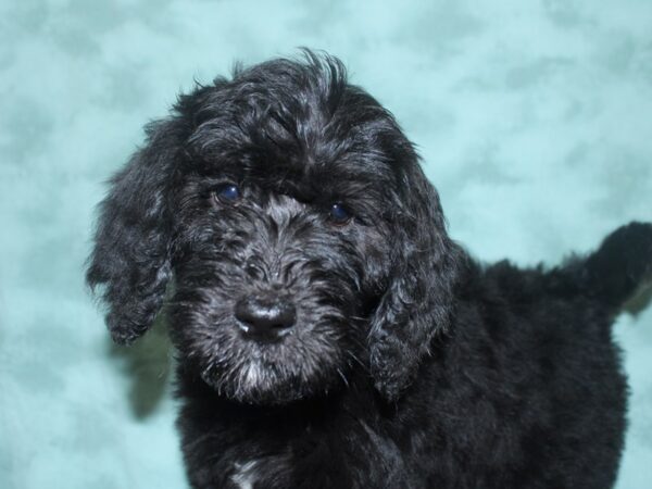 F2 ST Goldendoodle DOG Female Black 18699 Petland Rome, Georgia