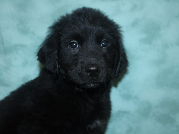 Goldendoodle DOG Female black 18698 Petland Rome, Georgia