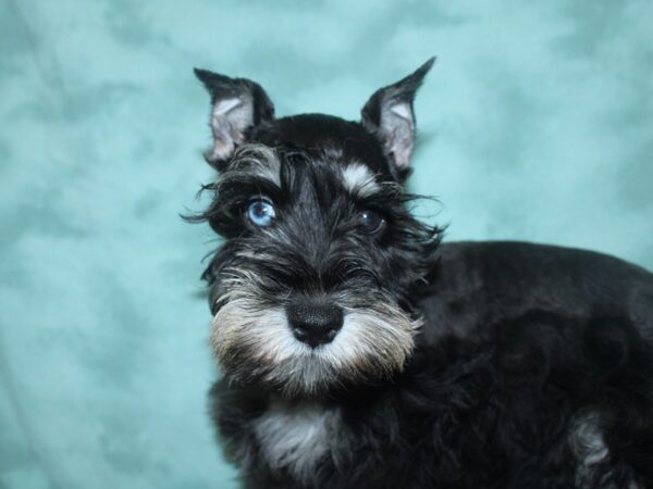 Miniature Schnauzer DOG Male Black / Silver 18687 Petland Rome, Georgia