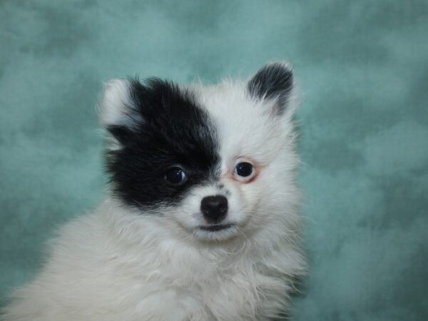 Pomeranian DOG Female BLK WH 18705 Petland Rome, Georgia