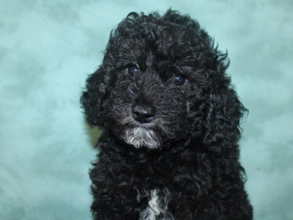 Poodle DOG Male PHANTOM 18700 Petland Rome, Georgia