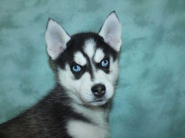 Siberian Husky DOG Female Black & White 18695 Petland Rome, Georgia