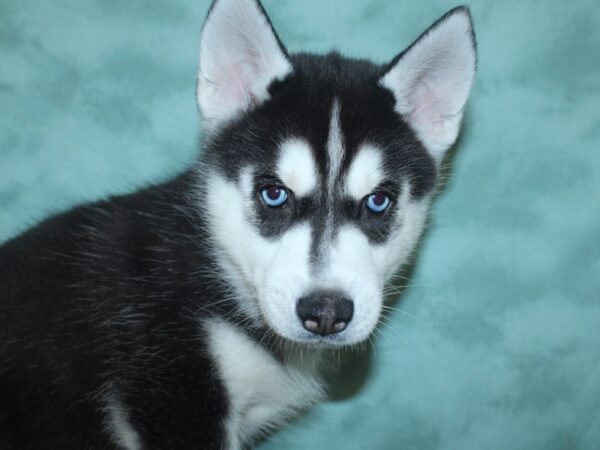 Siberian Husky DOG Male Black & White 18697 Petland Rome, Georgia