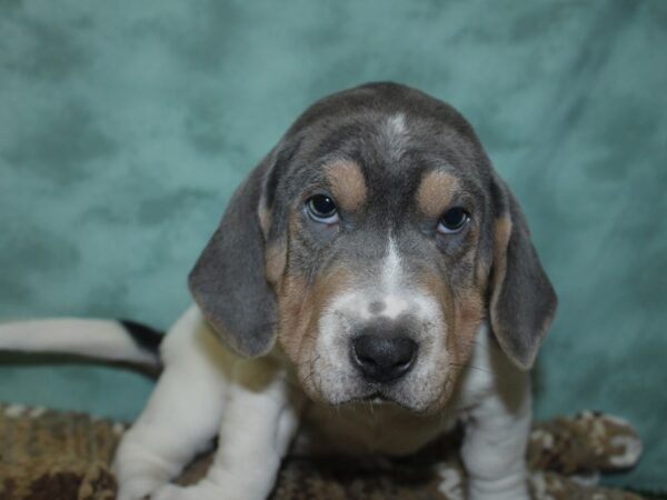 Walrus-DOG-Female-Blue Lilac-18694-Petland Rome, Georgia