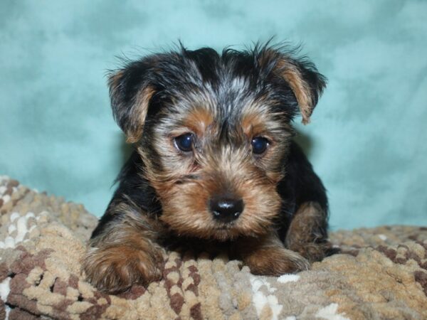 Yorkshire Terrier DOG Male BLK TAN 18703 Petland Rome, Georgia