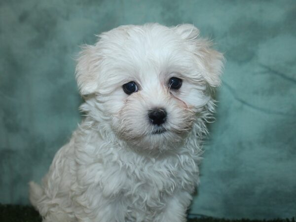 Maltese DOG Male WHITE 18712 Petland Rome, Georgia