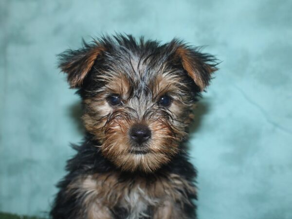 Yorkshire Terrier DOG Female BLK TAN 18711 Petland Rome, Georgia