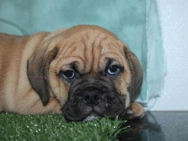 Bull Puggle DOG Male FAWN 18710 Petland Rome, Georgia