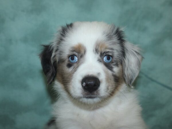 Mini Aussie-DOG-Male-BLUE MERLE-18709-Petland Rome, Georgia