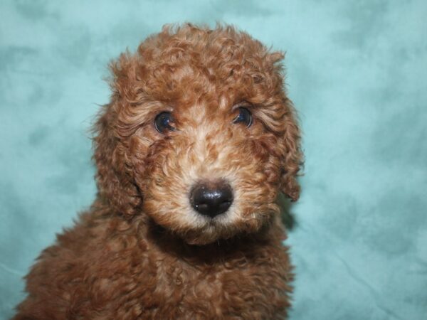 Miniature Goldendoodle DOG Male Red 18708 Petland Rome, Georgia