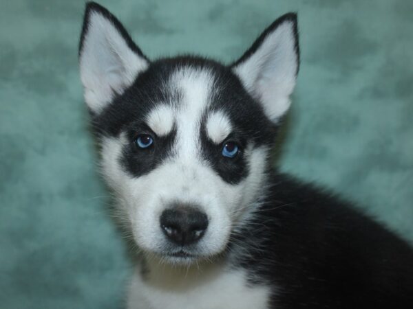 Siberian Husky DOG Male Black & White 18707 Petland Rome, Georgia