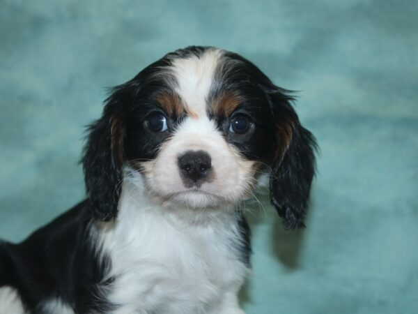 Cavalier King Charles Spaniel DOG Male TRI 8316 Petland Rome, Georgia